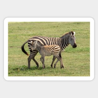 Zebra, Adult and Foal, Ngorongoro Crater, Tanzania Sticker